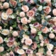 blumenwand-mieten-rosen-pastellfarben-240x240cm-globaldesire